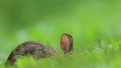 Canvas Print - Side view small Eastern Cottontail Rabbit eating leaves cautiously moving ears in soft dewy green grass