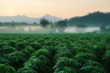 Poster - Morning scenery in a stunning cassava field