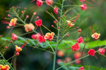 Sticker - Flower of a poinciana, Caesalpinia pulcherrima