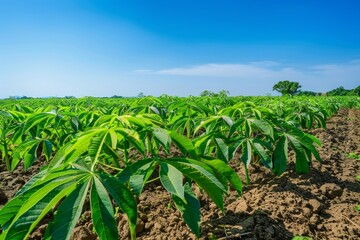 Wall Mural - Blue sky above cassava field in row plantation on sunny day Agriculture and industry