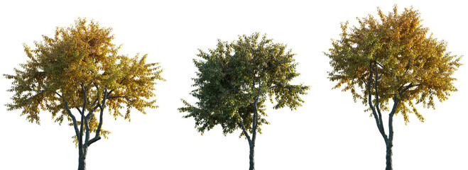 Wall Mural - Elm Ulmus changii Hangzhou medium and small trees frontal isolated png in sunny daylight on a transparent background perfectly cutout
