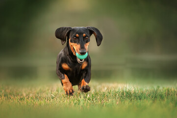 Wall Mural - a dachshund dog with a ball happily runs forward on the grass, a beautiful photo of canine fun