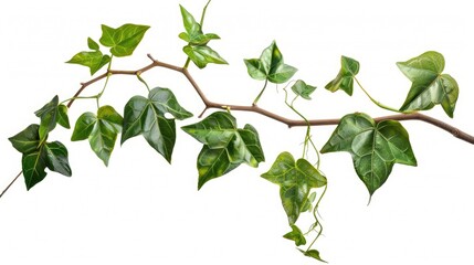 Sticker - Close-up shot of a branch of ivy with lush green leaves against a white background