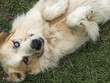 © Sherry - Elliott the Great Pyrenees livestock dog watching over his farm with one brown eye and one blue eye