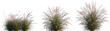 © Roman - Pennisetum setaceum Rubrum single grass isolated png on a transparent background premium cutout high resolution (Tender Purple Fountain Grass)