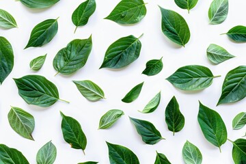 Wall Mural - Close-up shot of lush green leaves on a clean white background