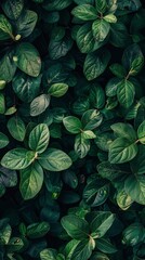 Wall Mural - Leaves, Plant, Laptop wallpaper image - generative ai