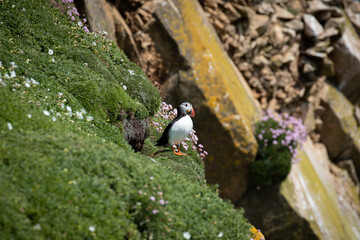 Wall Mural - Atlantic Puffin