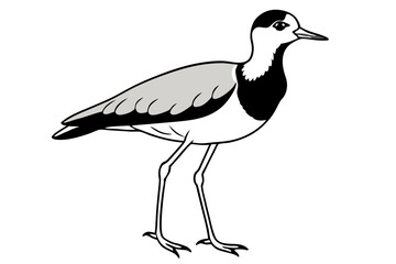 Wall Mural - lapwing silhouette vector illustration