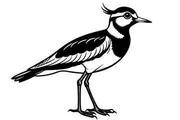 Wall Mural - lapwing silhouette vector illustration