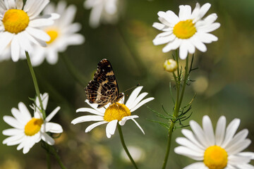 Araschnia levana – an insect from the order of Lepidopterans. Wings span 28-34 mm, purple-brown underneath with a white-yellow stripe and a mesh pattern. Close-up photography