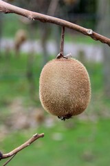 kiwi on the tree