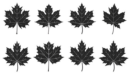 Wall Mural - Maple leaf icon collection isolated on white background. vector illustration Vector icon , black icons , isolated on a white background