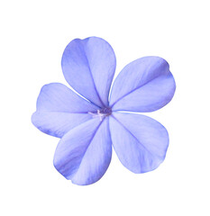 white plumbago or cape leadwort flowers. close up blue-purple small flowers isolated on transparent 