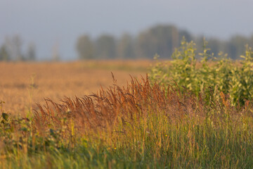 Wall Mural - Beautiful atmospheric meadow scenery in overcast day. Natural summer landscape of rural Latvia.