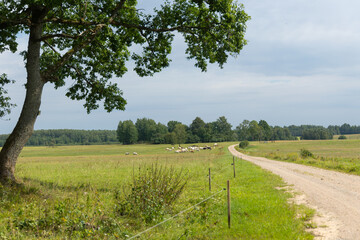 Wall Mural - Beautiful atmospheric meadow scenery in overcast day. Natural summer landscape of rural Latvia.