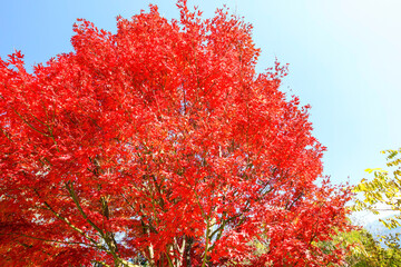 Wall Mural - 美しい真っ赤に色づく紅葉。

松本市郊外にあるアルプス公園。
標高800mほどの丘の頂上にあり、展望台からは松本市街地を含む安曇野の盆地、北アルプスの山脈の連なりが一望できる。
壮大なパノラマである。
美しい長野の中核都市、松本市を歩く。
日本国長野県松本市 - 2021年11月7日。
