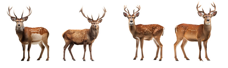 Wall Mural - Set of wild deer standing, isolated on transparent background