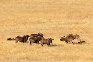 Wall Mural - a herd of black wildebeest (connochaetes gnou) in open grassland, golden gate highlands national par