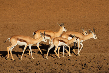 Wall Mural - Herd of springbok antelopes (Antidorcas marsupialis) in natural habitat, Mokala National Park, South Africa.