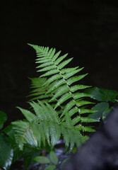 Wall Mural - Beautiful green fern leaver in the summer forest. Natural scenery of Latvia woodlands, Northern Europe.