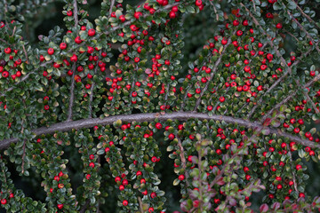 Wall Mural - Beautiful red berries growing in the branch of bush in oriental park in autumn. Natural background.