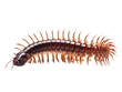 © Dan - a centipede with many spikes
