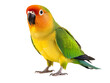 © Dan - a bird with a colorful head