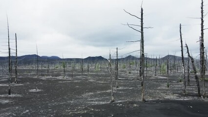 Wall Mural - Dead forest with dry burnt trees in black lava fields. Tolbachik volcano area in Kamchatka peninsula, Russia. Summer landscape. Aerial view
