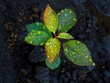 © Sinechana - Detailed view of a young sapling drenched by rain, highlighting the glistening water beads on its vibrant leaves and the moist soil around its base