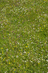 Wall Mural - Meadow with Daisy flower and other wildflowers