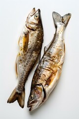 Two trouts on a white background