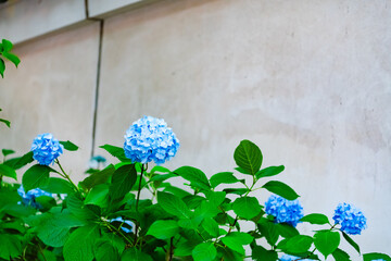 Wall Mural - flowers on a wooden background