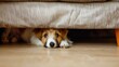 © The Little Hut - Adorable puppy dog hiding under sofa at home : Generative AI