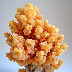 Close-up View of Orange Coral