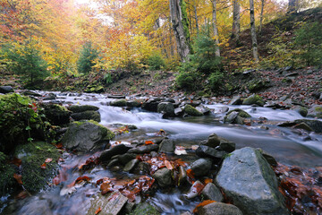 Wall Mural - picturesque autumn scenery, fantastic early morning in the forest, Carpathian mountains, Ukraine, Europe	