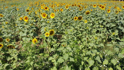 A field full of beautiful blooming sunflowers.