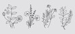 © Khulqi Design - Hand drawn floral minimal elements in line art style. Greenery for decoration, wild and garden plants, branches, leaves. Vector illustration