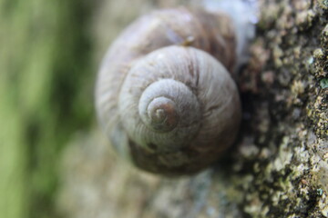 snail on stone