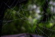 © tomgigabite - spider web in nature