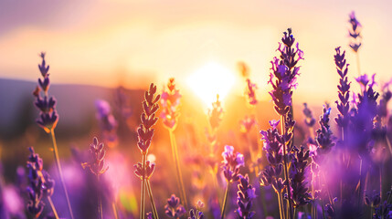 Wall Mural - Lavender Field Sunset.