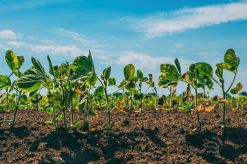 Wall Mural - Soybean sprouts growing in cultivated field