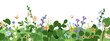 © Good Studio - Field flower and grass border. Spring meadow, summer floral pattern with wildflowers. Summer bloom and blossom, horizontal botanical decoration. Flat vector illustration isolated on white background