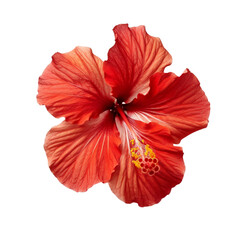 Wall Mural - Close-up of a red hibiscus flower in full bloom, showcasing its delicate petals and intricate details against a white background