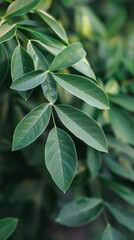 Wall Mural - A close-up of senna leaf foliage in the sun