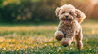 © Flowal93 - Happy Fluffy Brown Poodle Dog Running on a Sunny Day in the Park