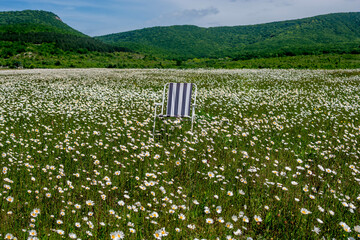 Sticker - Field with daisies