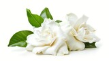 gardenia flower white background isolated.