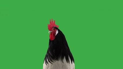 Canvas Print - rooster on a green screen looking in different directions