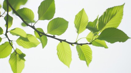 A close-up view of a tree branch with lush green leaves, ideal for use in nature-inspired designs and illustrations